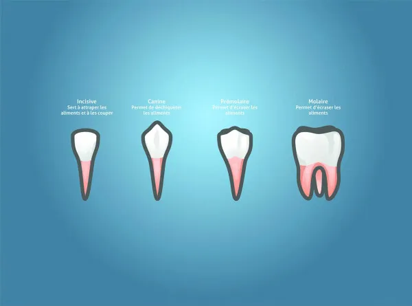 Dent Composition forme et fonction